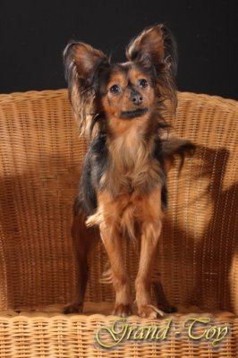      ( GALAXIE D`AMOUR  CAMARADE CAPONE) 11.12.2008