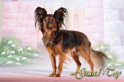      ( GALAXIE D`AMOUR  CAMARADE CAPONE) 11.12.2008