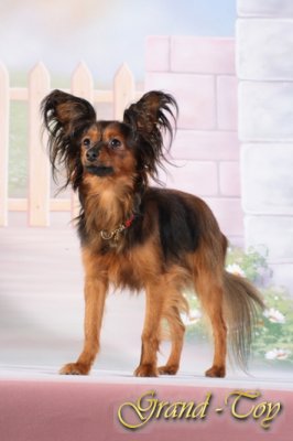      ( GALAXIE D`AMOUR  CAMARADE CAPONE) 11.12.2008