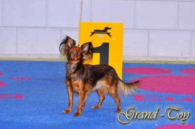     82 INTERNATIONALE DOG SHOW     27.03.2011