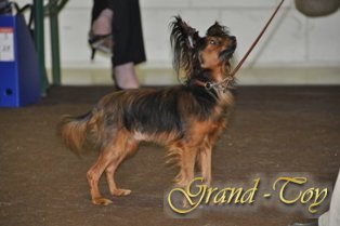 Unsere Ergebnisse auf INTERNATIONALE DOG SHOW 81 in Luxemburg.