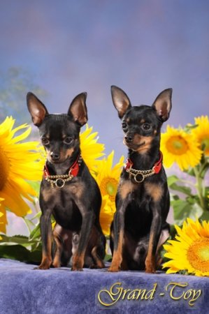 Russkiy Toy.Was ist das für eine Rasse?