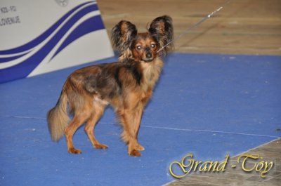 3.10.2010 CELJE-SLOVENIA.EUROPEAN DogSHOW