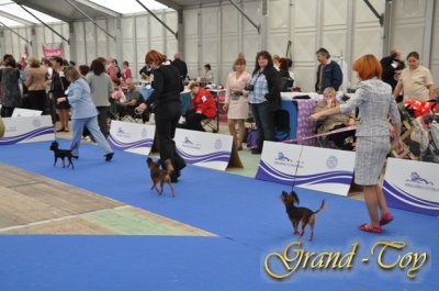 3.10.2010 CELJE-SLOVENIA.EUROPEAN DogSHOW