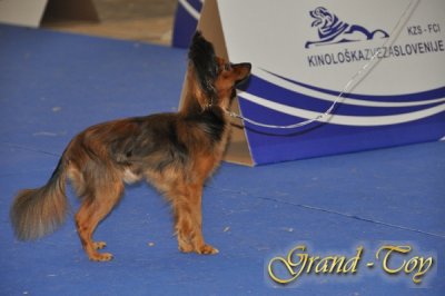 3.10.2010 CELJE-SLOVENIA.EUROPEAN DogSHOW