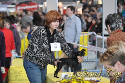 Unsere Ergebnisse auf Internationale Hundeausstellung in Stuttgart-66.IRAS 2010