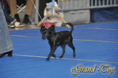 Unsere Ergebnisse auf Internationale Hundeausstellung in Stuttgart-66.IRAS 2010