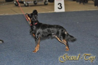 Unsere Ergebnisse auf Internationale Hundeausstellung in Kassel