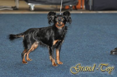 Unsere Ergebnisse auf Internationale Hundeausstellung in Kassel