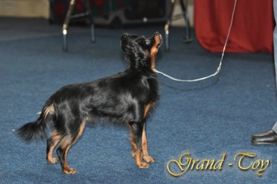 Unsere Ergebnisse auf Internationale Hundeausstellung in Kassel