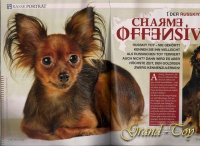 HUNDETRENDMAGAZIN "DOGStoday"(Russkiy Toy)