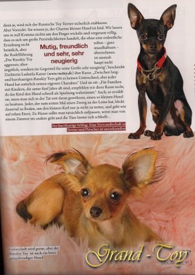 HUNDETRENDMAGAZIN "DOGStoday"(Russkiy Toy)