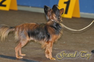 Unsere Ergebnisse auf INTERNATIONALE DOG SHOW 82 in Luxemburg.