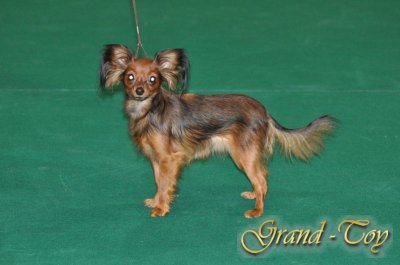 Unsere Ergebnisse auf INTERNATIONALE DOG SHOW in St.Gallen (Schweiz)