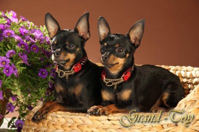 Russkiy Toy vom Grand-Toy