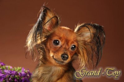 Russkiy Toy vom Grand-Toy