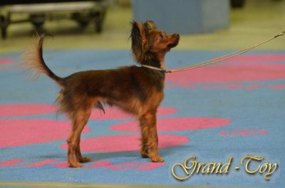 Unsere Ergebnisse auf 84 INTERNATIONALE DOG SHOW  in Luxemburg am 01.04.2012.