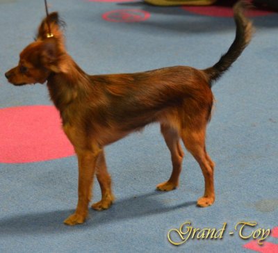 Unsere Ergebnisse auf 84 INTERNATIONALE DOG SHOW  in Luxemburg am 01.04.2012.