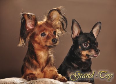 Russkiy Toy vom Grand-Toy