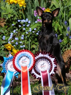 101 Internationale Dog Show in Luxemburg 16.04.22